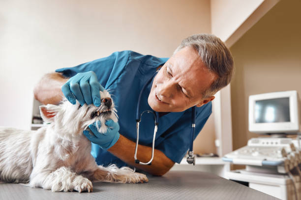 Best 24-Hour Emergency Dentist in Port Norris, NJ